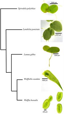 Correlation of Apiose Levels and Growth Rates in Duckweeds